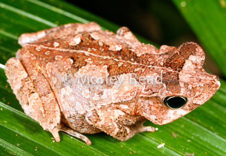 Rhinella margaritifera