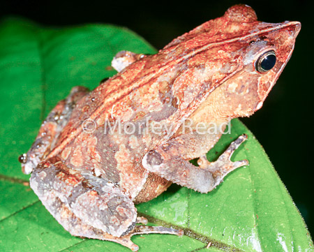 Rhinella margaritifera