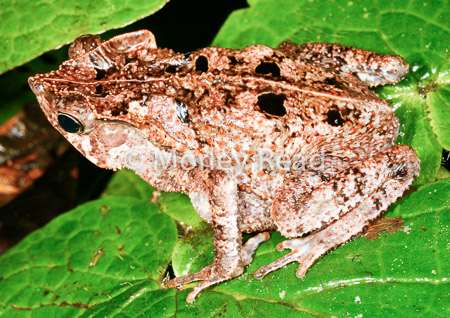 Rhinella margaritifera