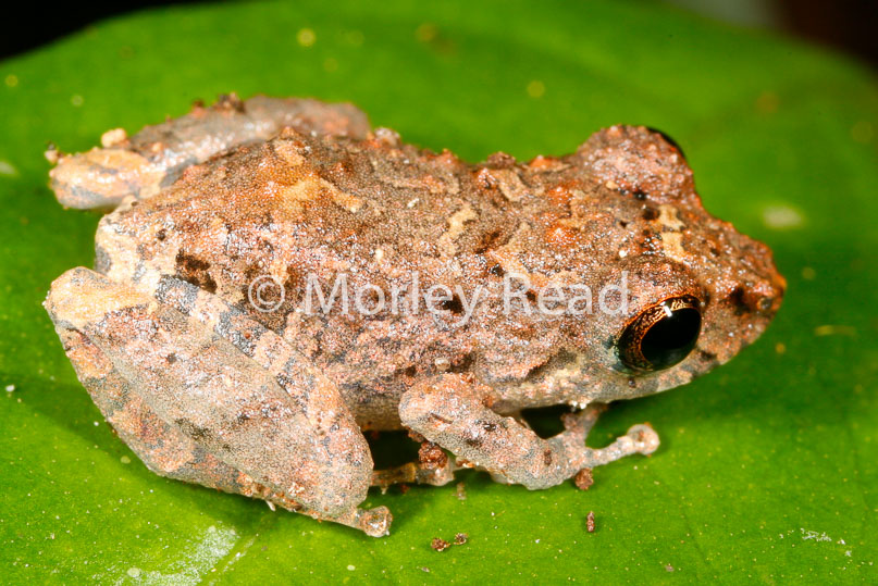 Pristimantis altamazonicus