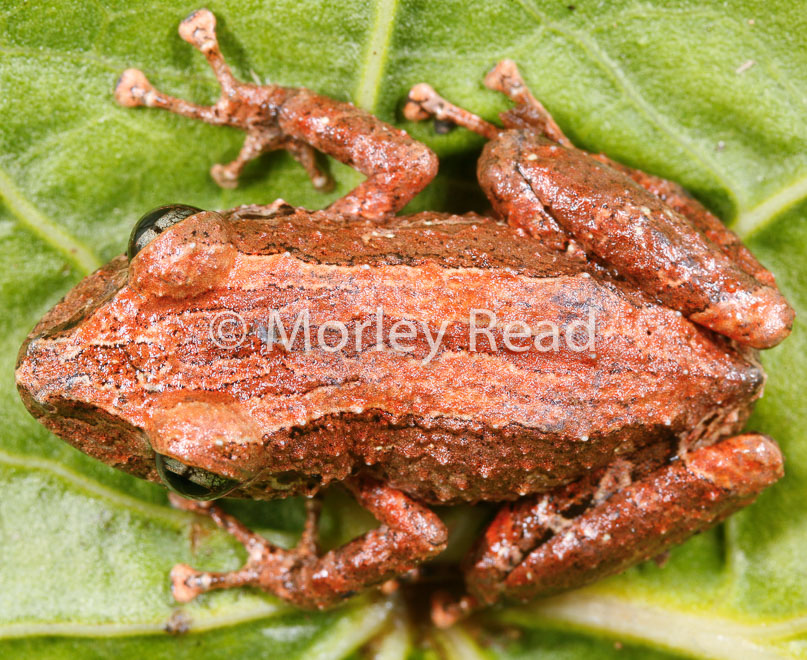 Pristimantis altamazonicus