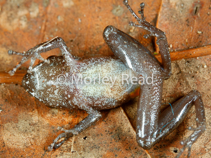 Pristimantis carvalhoi