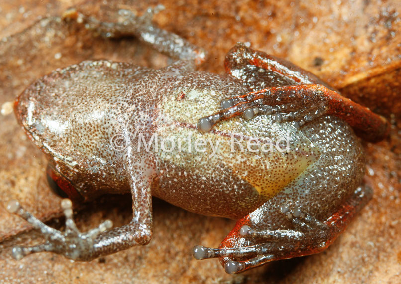 Pristimantis librarius
