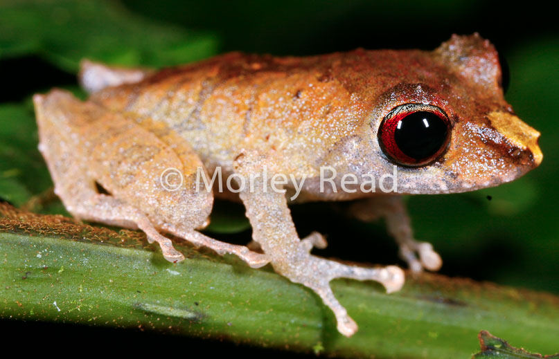 Pristimantis librarius