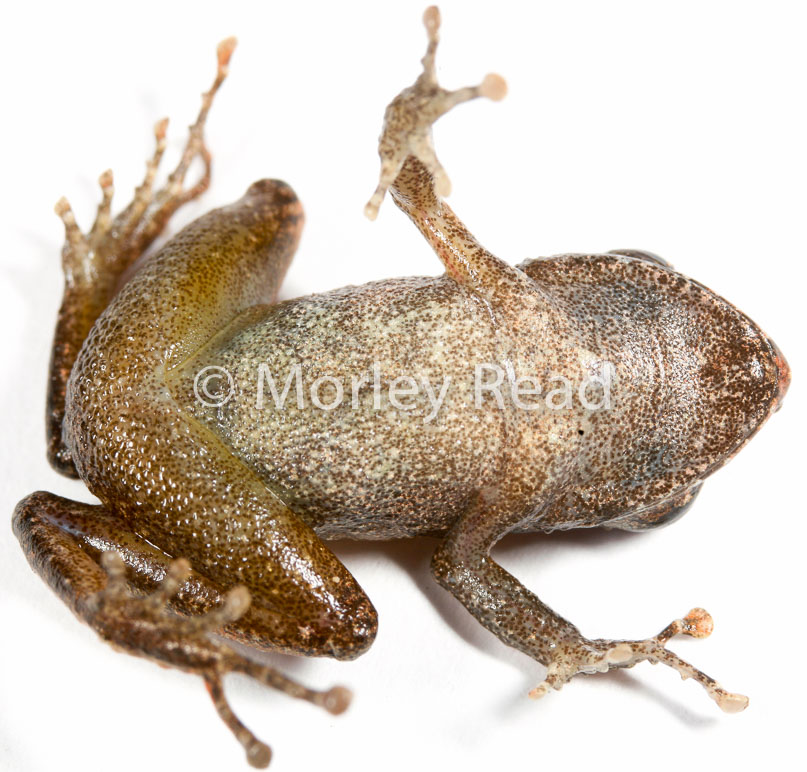 Pristimantis librarius