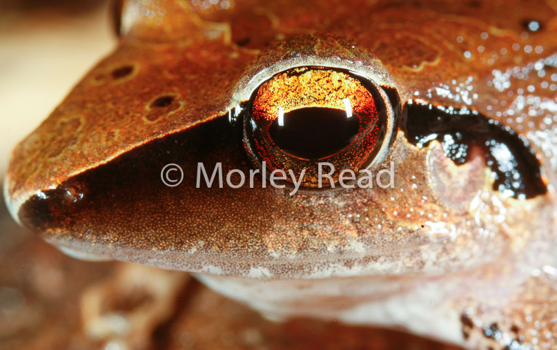 Pristimantis peruvianus