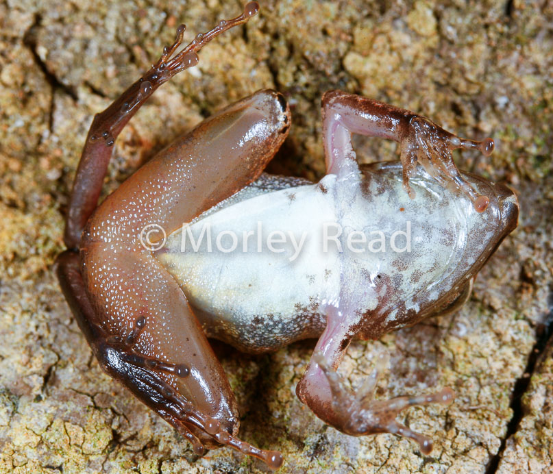Pristimantis peruvianus