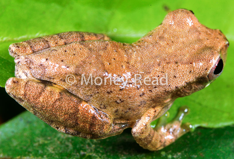 Dendropsophus bokermanni