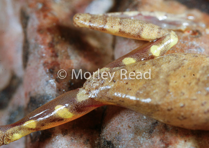 Dendropsophus bokermanni
