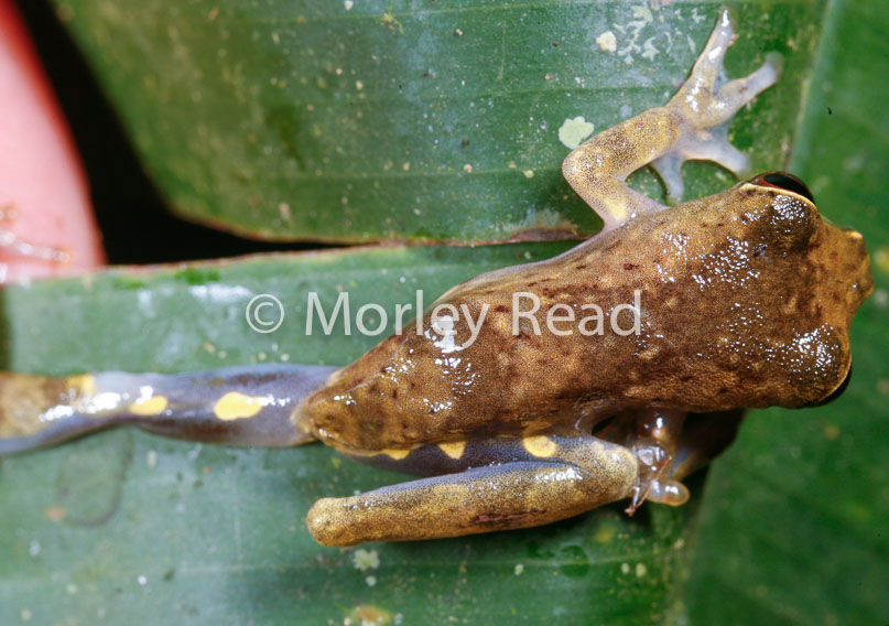 Dendropsophus bokermanni