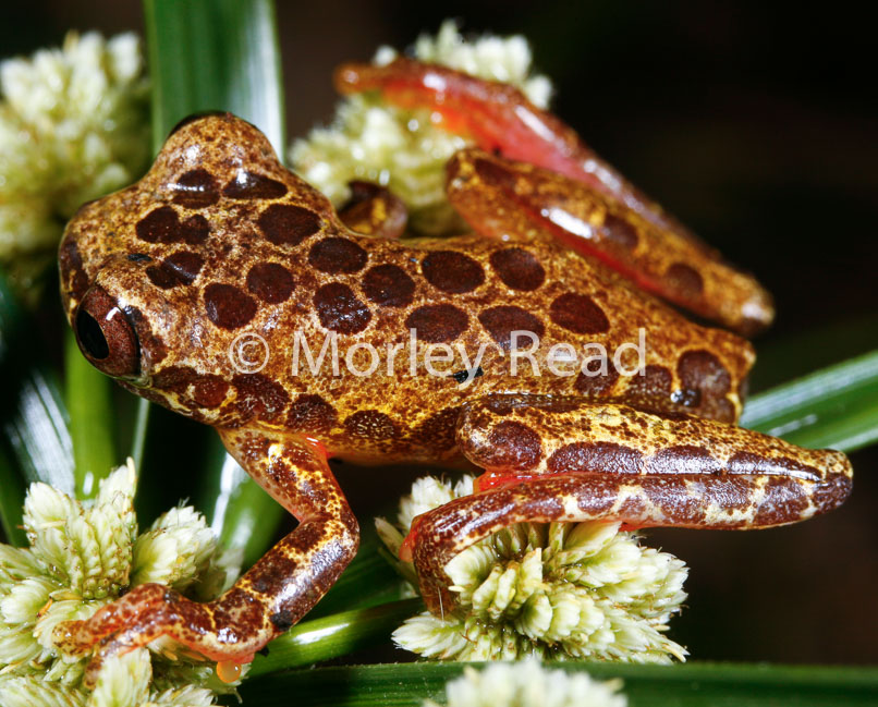 Dendropsophus triangulum