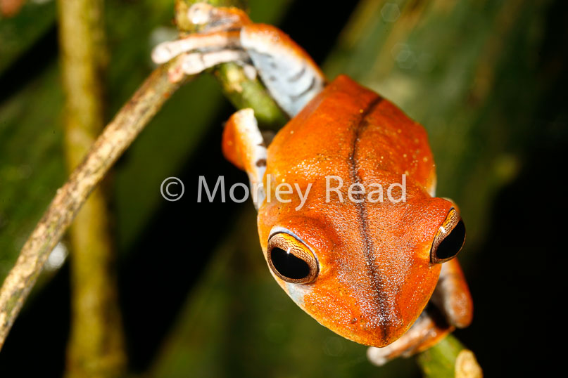 Hypsiboas calcaratus