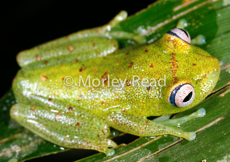 Hypsiboas cinerascens