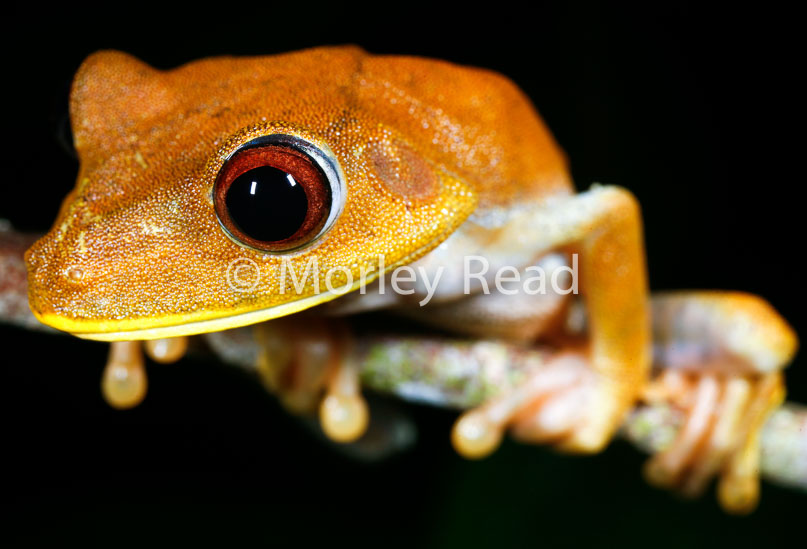 Hypsiboas geographicus