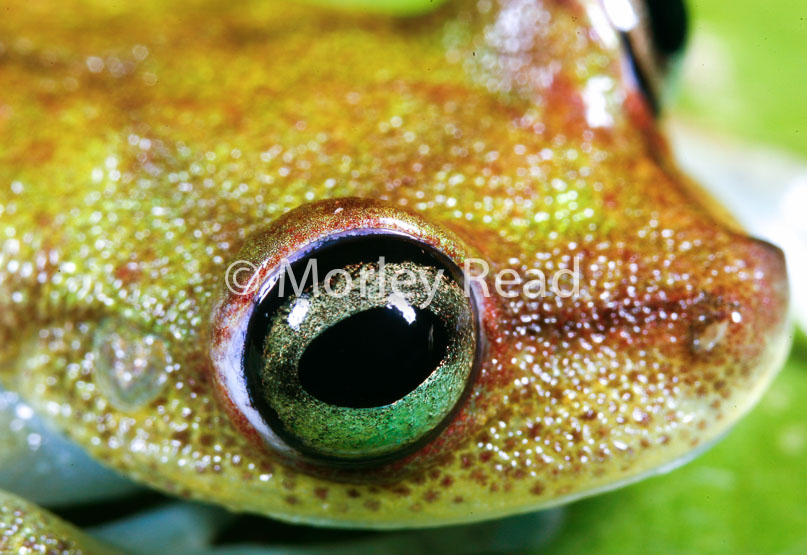 Hypsiboas nympha