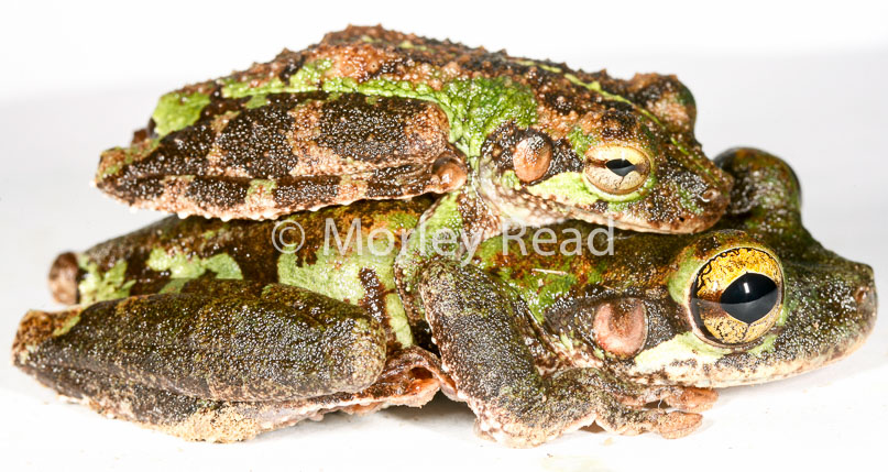 Osteocephalus buckleyi