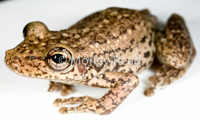 Scinax ruber