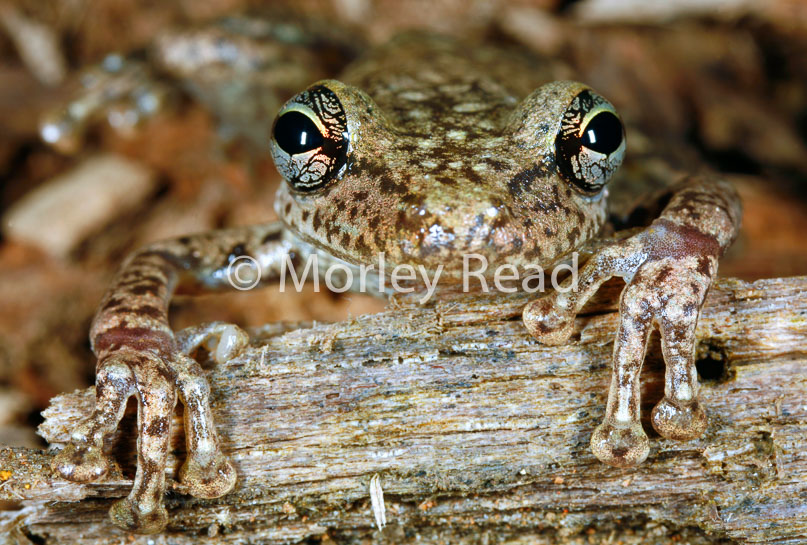 Scinax ruber