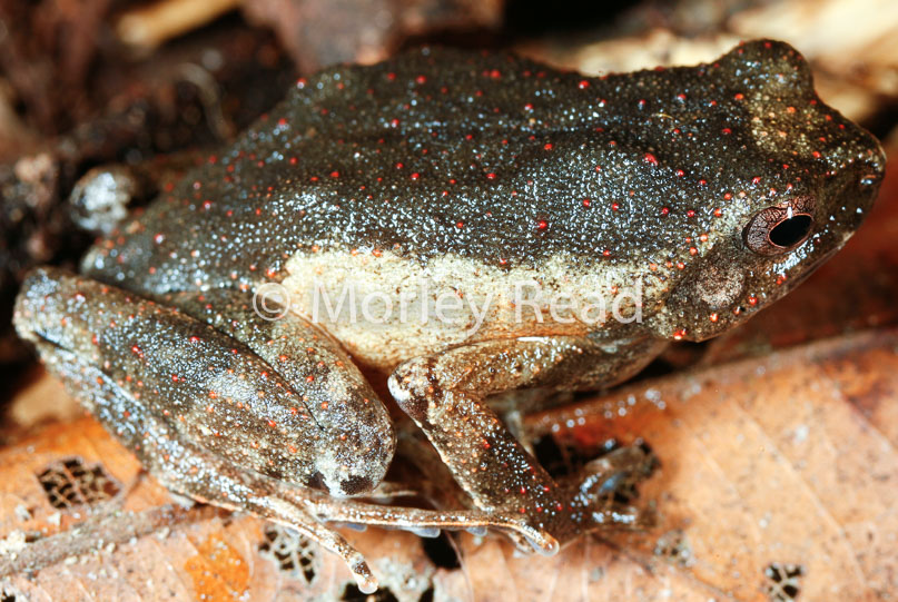 Engystomops petersi