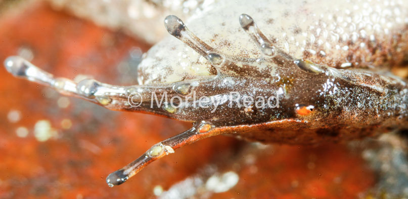 Leptodactylus discodactylus