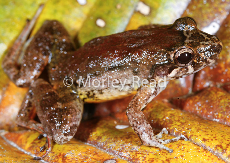 Leptodactylus discodactylus