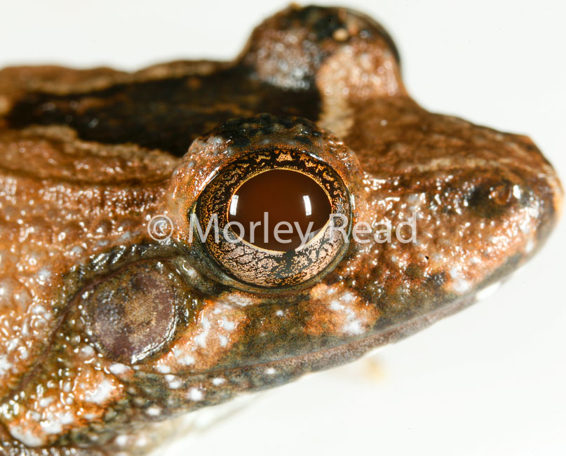 Leptodactylus wagneri