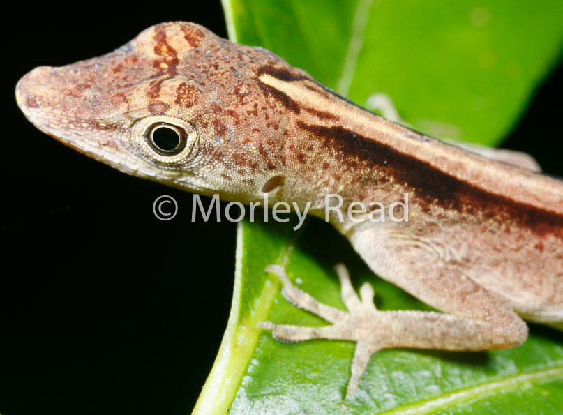 Anolis fuscoauratus