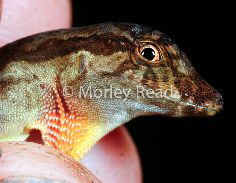 Anolis trachyderma