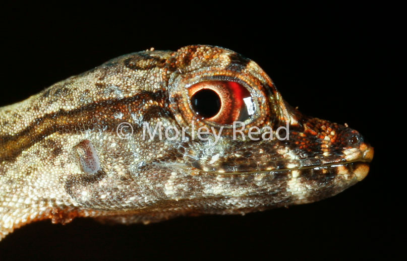 Anolis trachyderma