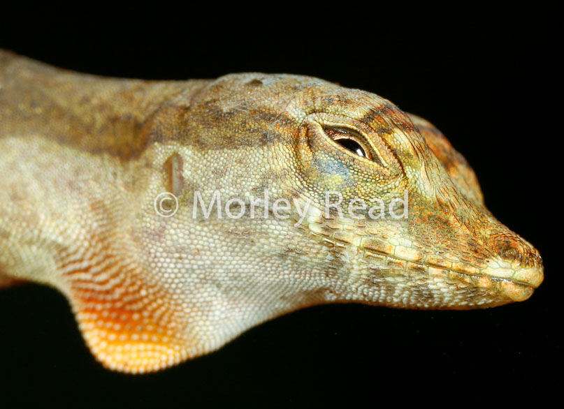 Anolis trachyderma