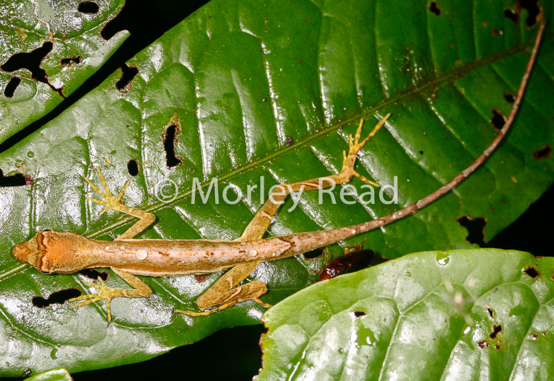 Anolis trachyderma