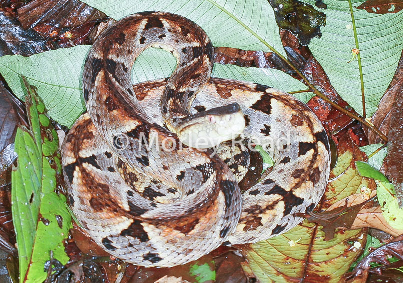 Bothrops atrox