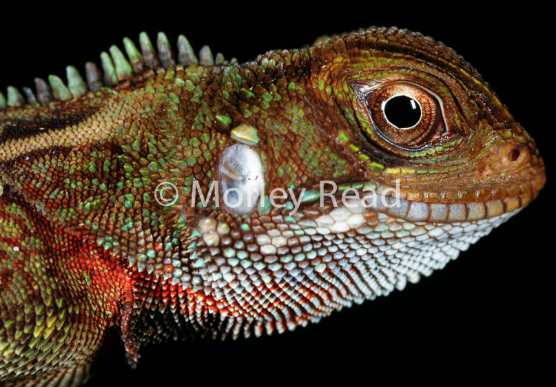 Enyalioides laticeps
