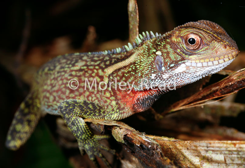 Enyalioides laticeps
