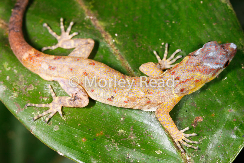 Gonatodes humeralis