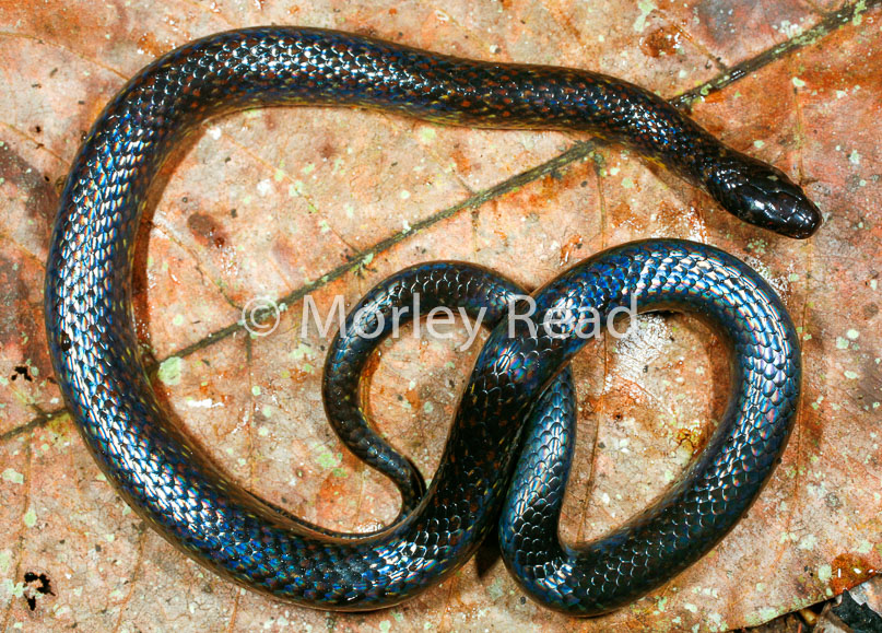 Liophis breviceps
