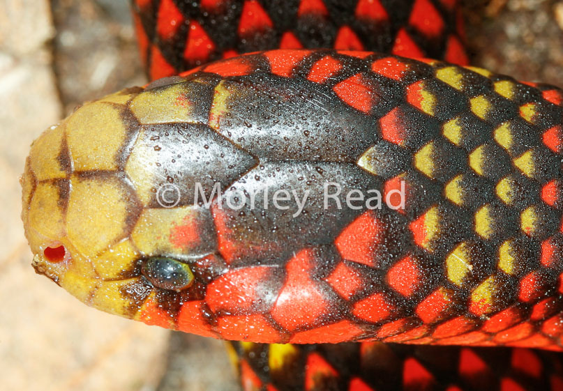 Micrurus langsdorffi