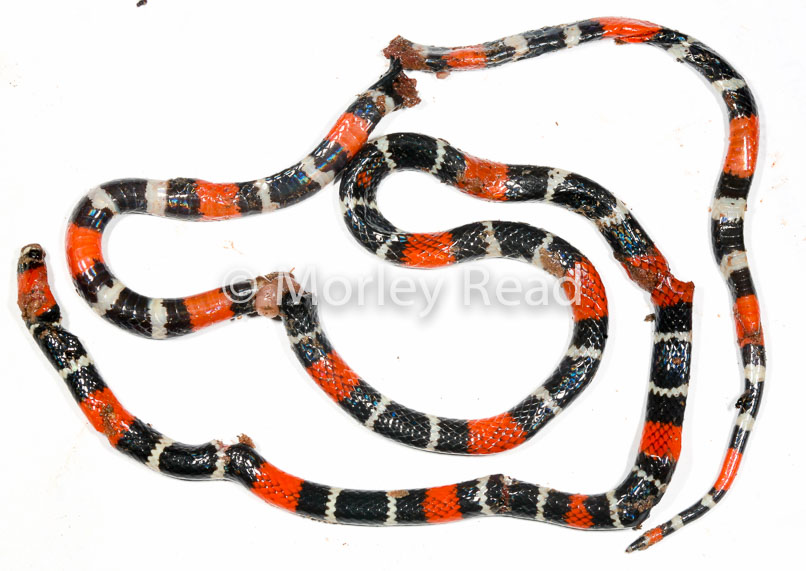 Micrurus lemniscatus