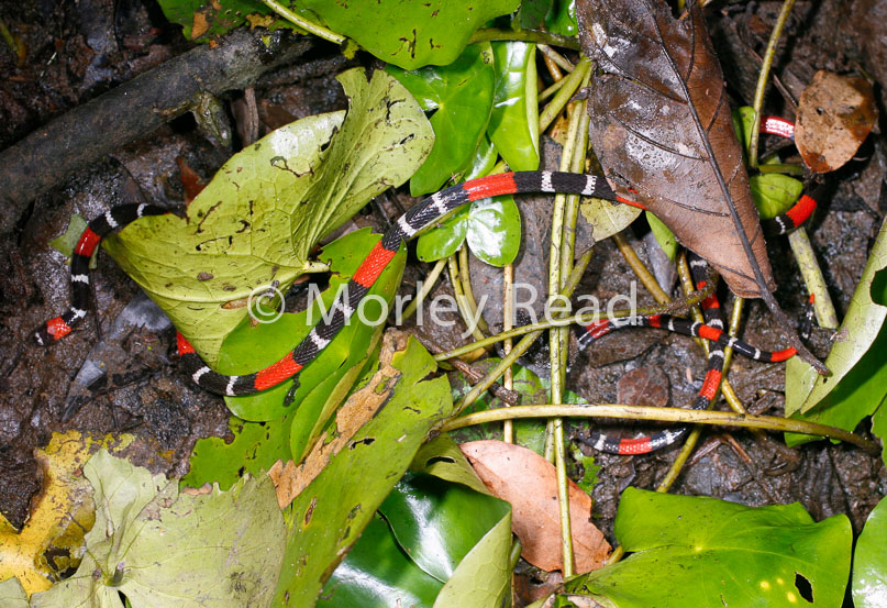 Micrurus lemniscatus