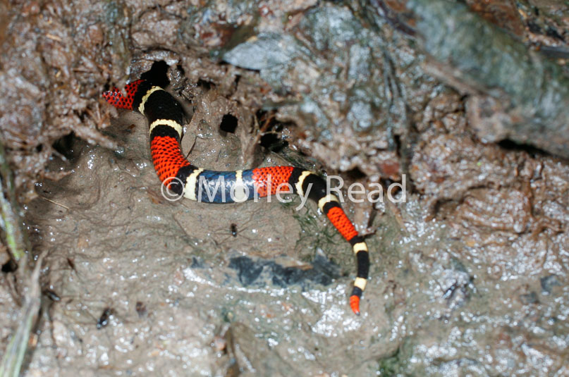 Micrurus lemniscatus