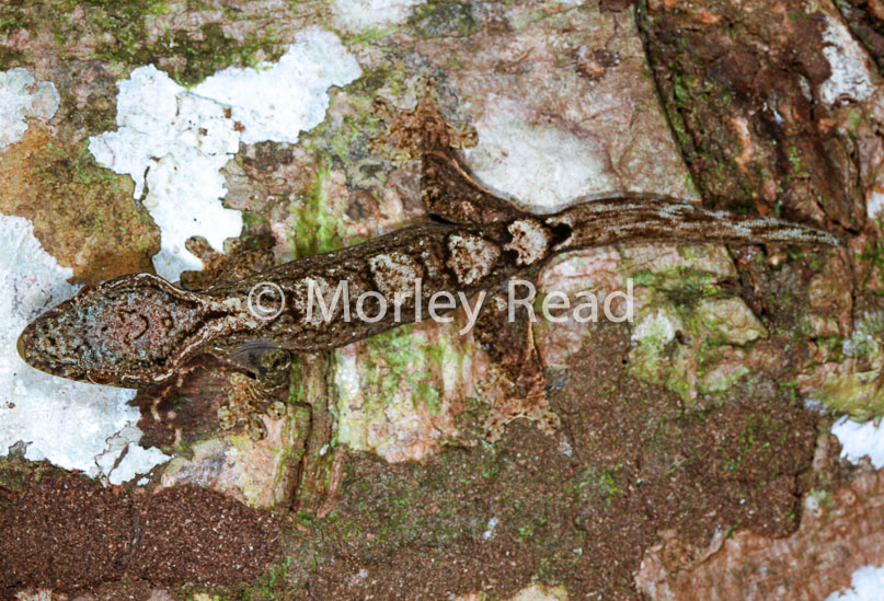 Thecadactylus solimoensis