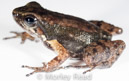 Hyloxalus awa