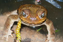 Rhinella marina