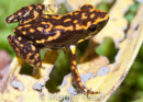 Epipedobates darwinwallacei