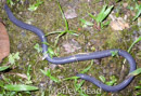 Caecilia buckleyi