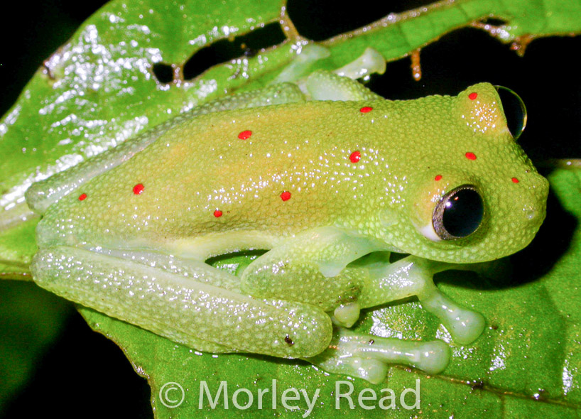 Nymphargus grandisonae