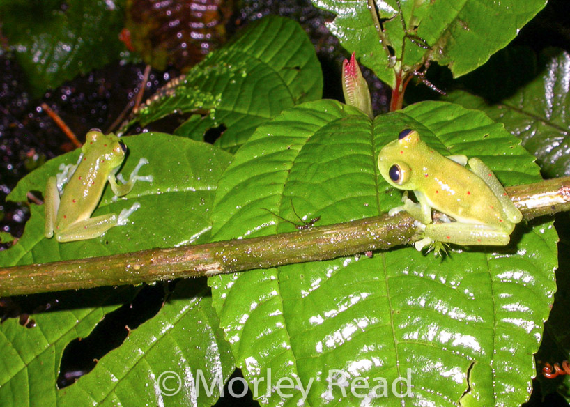 Nymphargus grandisonae