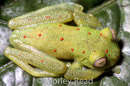Nymphargus grandisonae