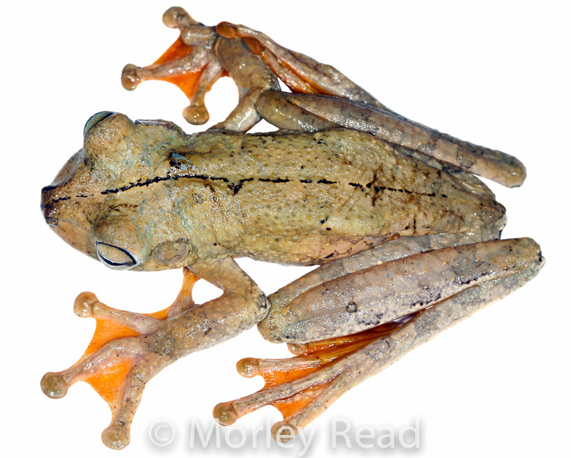 Hypsiboas rosenbergi