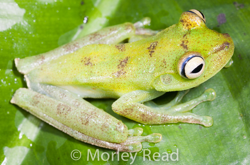 Hypsiboas pellucens